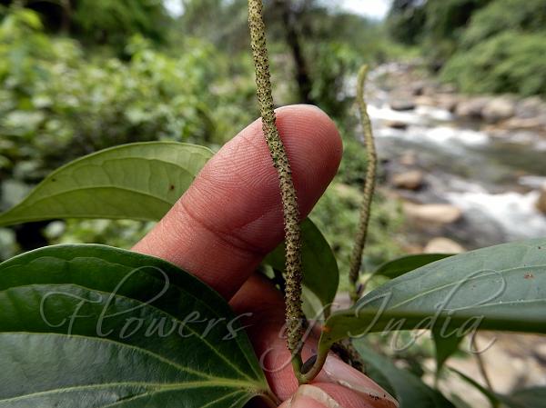 Mountain Long Pepper